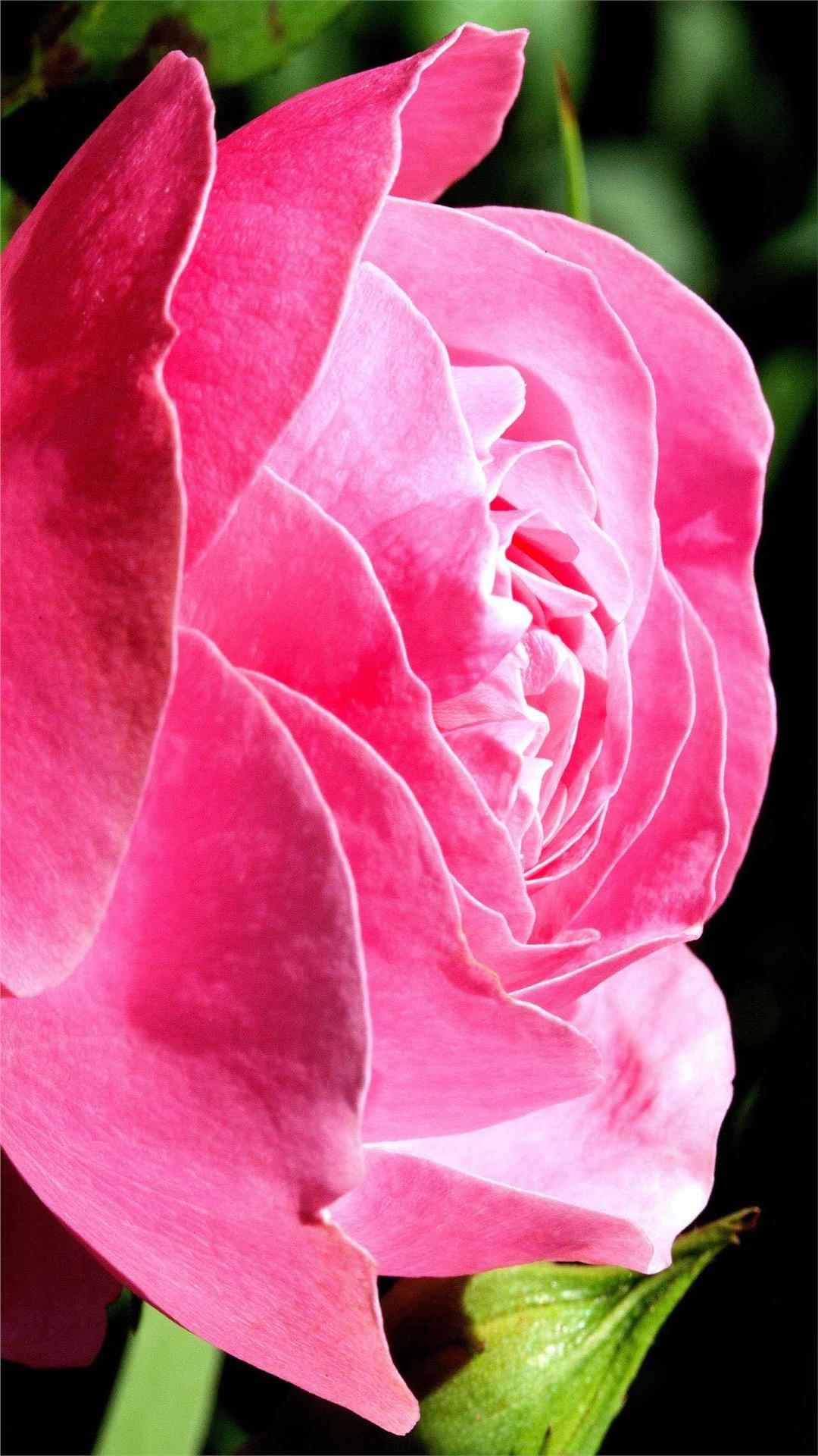 Rose Flower iPhone Wallpaper