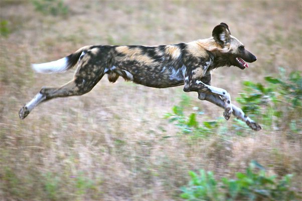 아프리카 들개 (African Wild Dog)