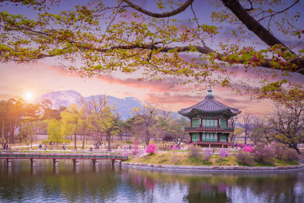 벗꽃이 찍혀있는 풍경 사진