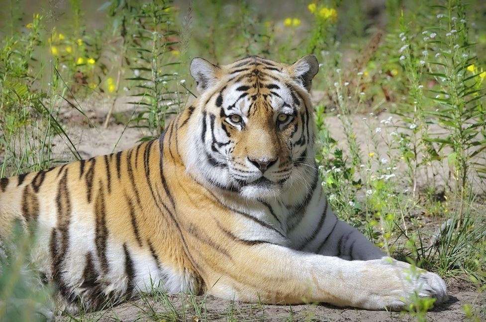🐯 호랑이띠 
