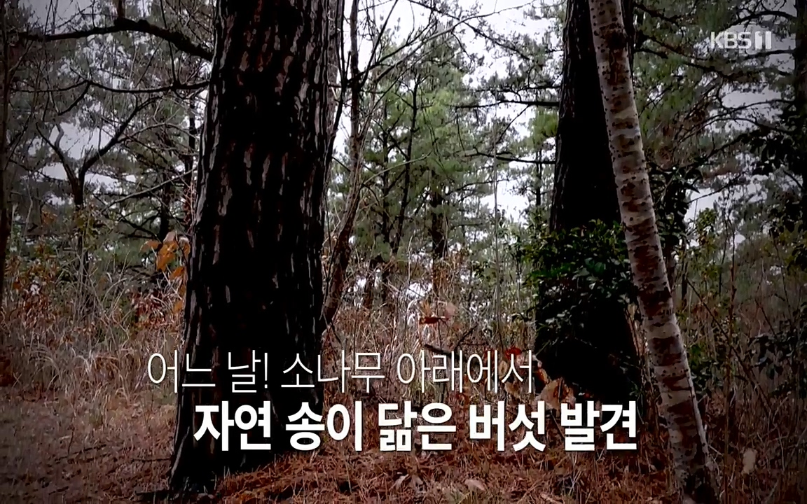 생로병사의 비밀.E819.220421p-NEXT.mp4_20220421_190833.447.jpg