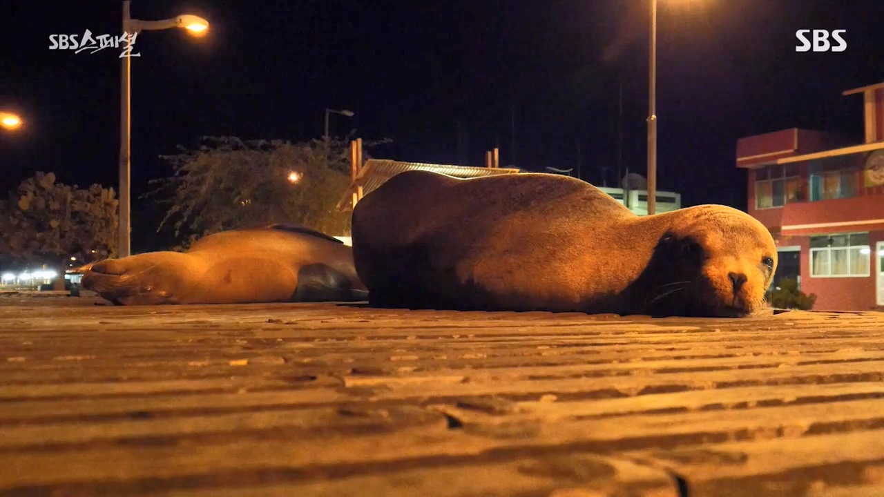 일요특선 다큐멘터리.E325.230724p-NEXT.mp4_20230726_213107.515.jpg