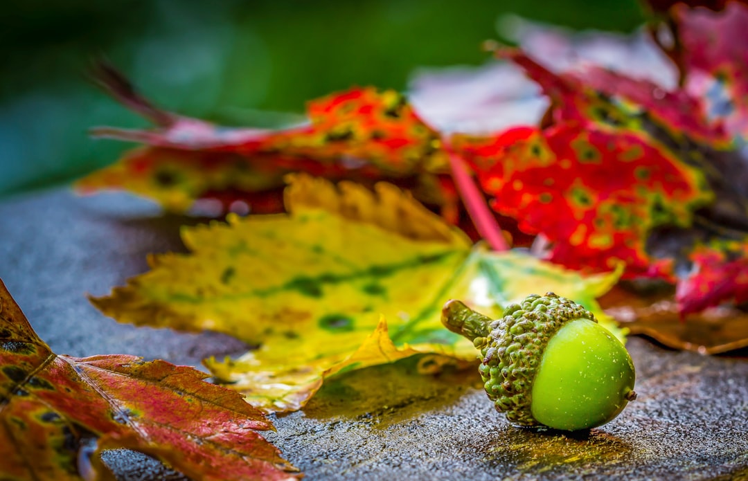 Acorn
