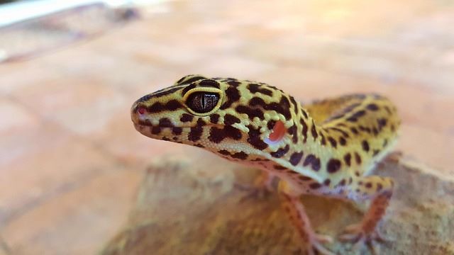 Leopard_Geckos