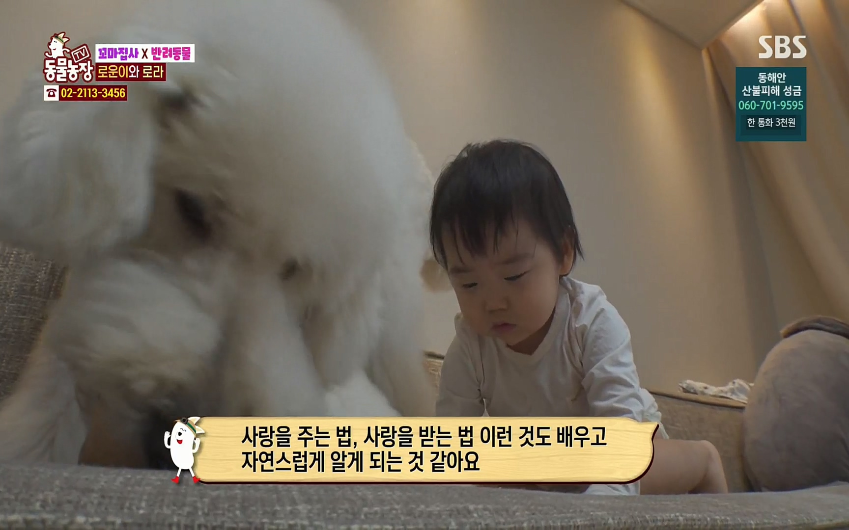 TV 동물농장.E1061.220320p.H264-F1RST.mp4_20220320_183612.119.jpg