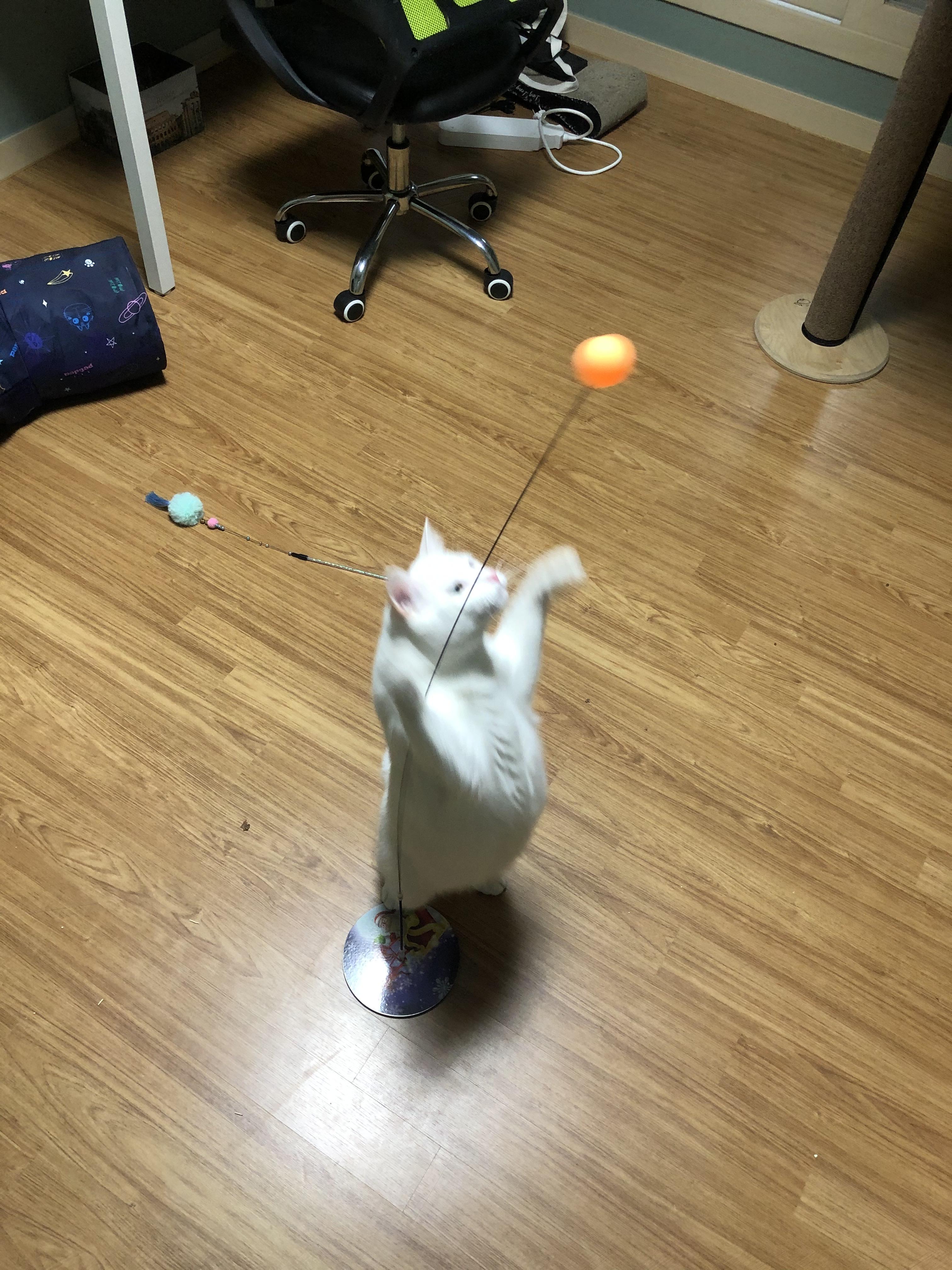  고양이 장난감 추천