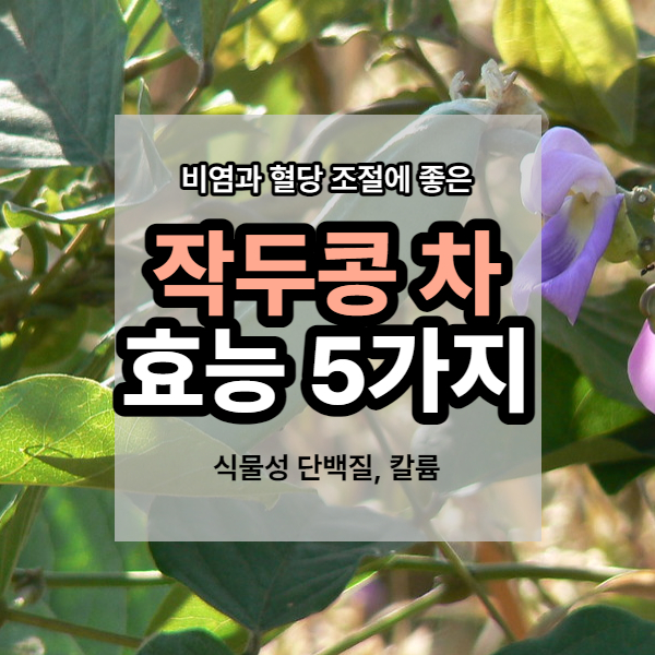 작두콩차 끓이는 법
