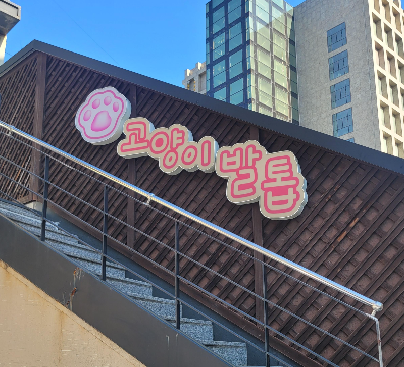 대구 고양이발톱
