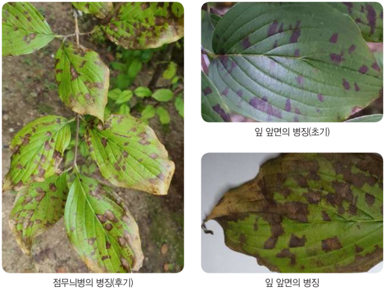  산수유 점무늬병