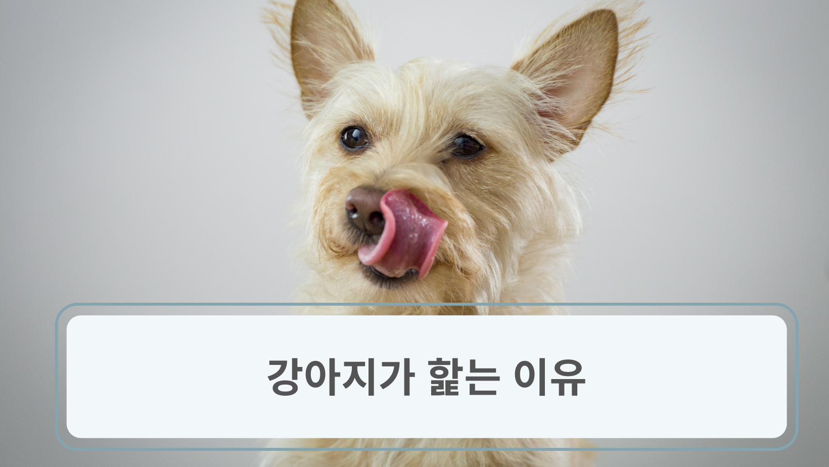 강아지가 핥는 이유?