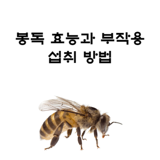 봉독 효능과 부작용 및 섭취 방법