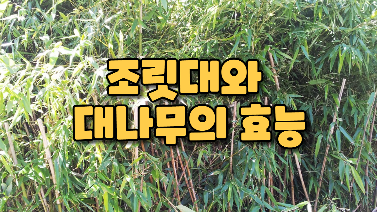  조릿대와 대나무의 효능