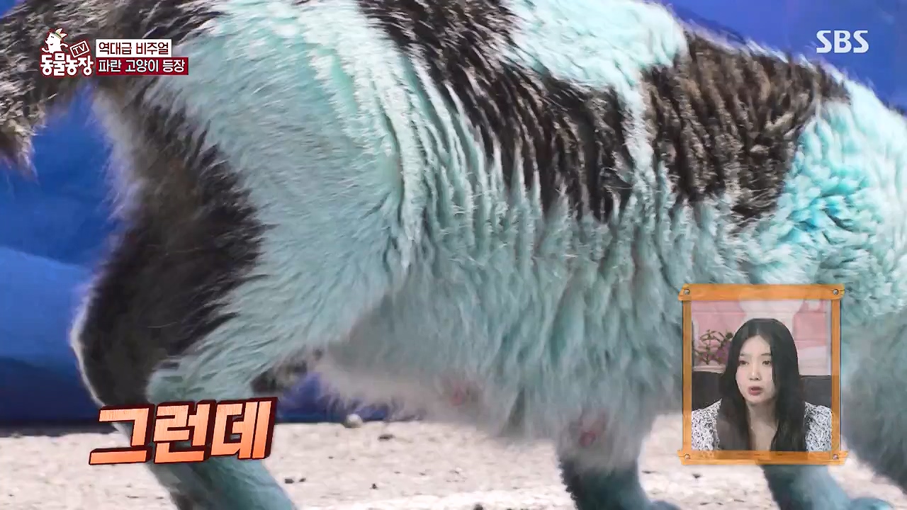 TV 동물농장.E1177.240624p-NEXT.mp4_20240623_163733.811.jpg