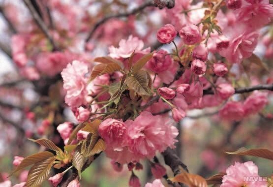 겹벚꽃나무-네이버-출처