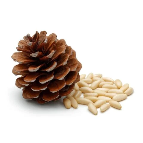 잣(Pine nut)