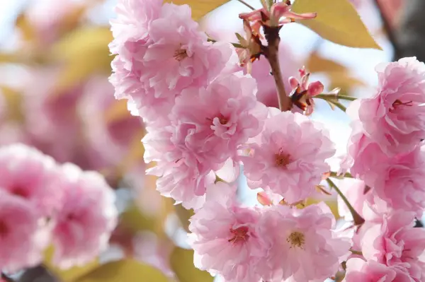 겹벚꽃 사진