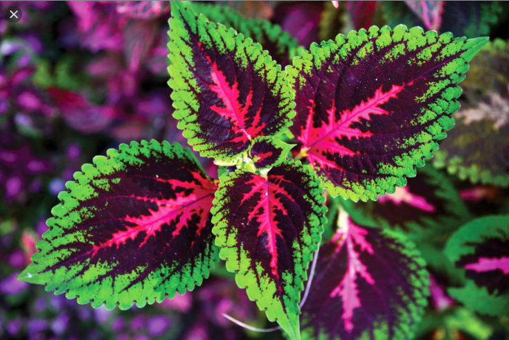  콜레우스 (COLEUS) 효능 부작용 섭취법 알고 가세요.