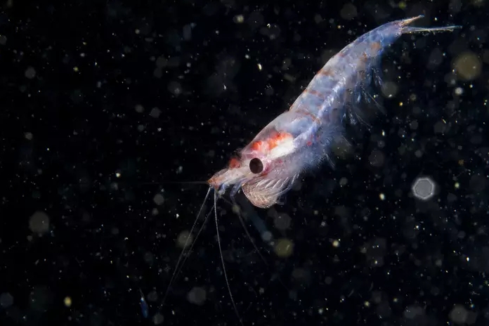  크릴오일(KRILL OIL)에 대해 알아보자-소소한 세상이야기