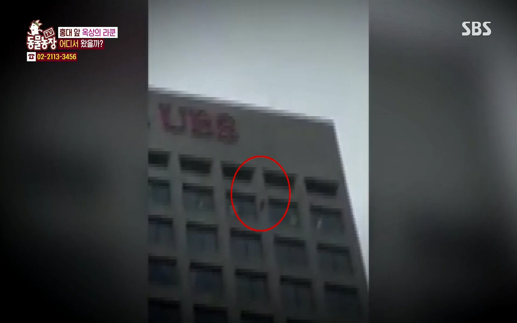 TV 동물농장.E1066.220424p.H264-F1RST.mp4_20220424_201027.228.jpg