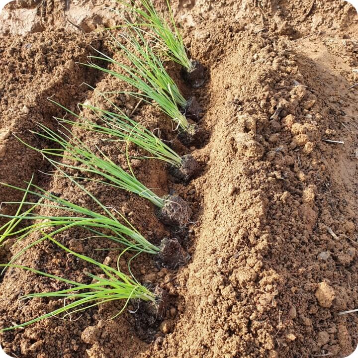 주말 농장 채소밭 가격, 멀칭, 심기 권장 사항 2