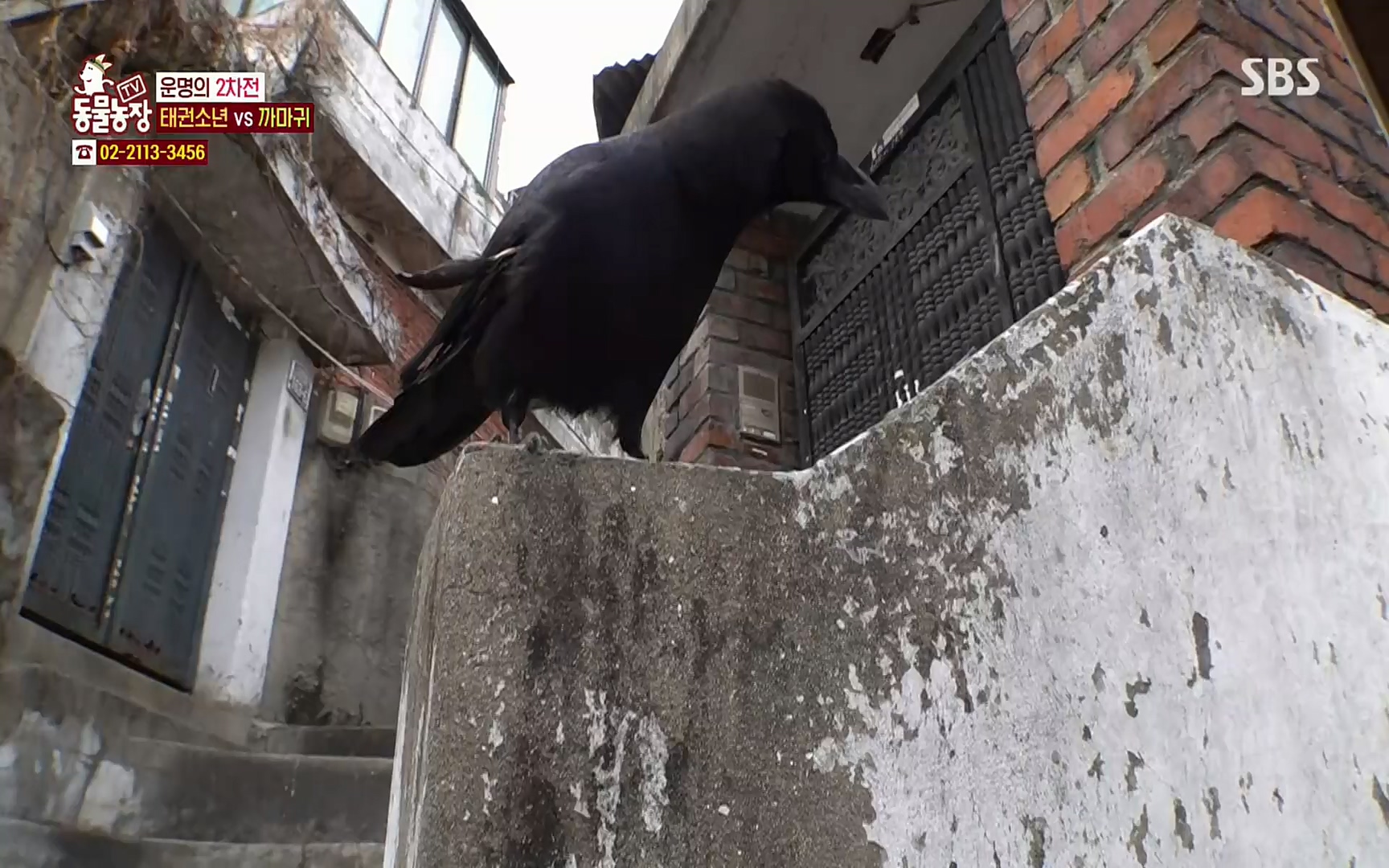 TV 동물농장.E1062.220327p.H264-F1RST.mp4_20220327_174438.562.jpg