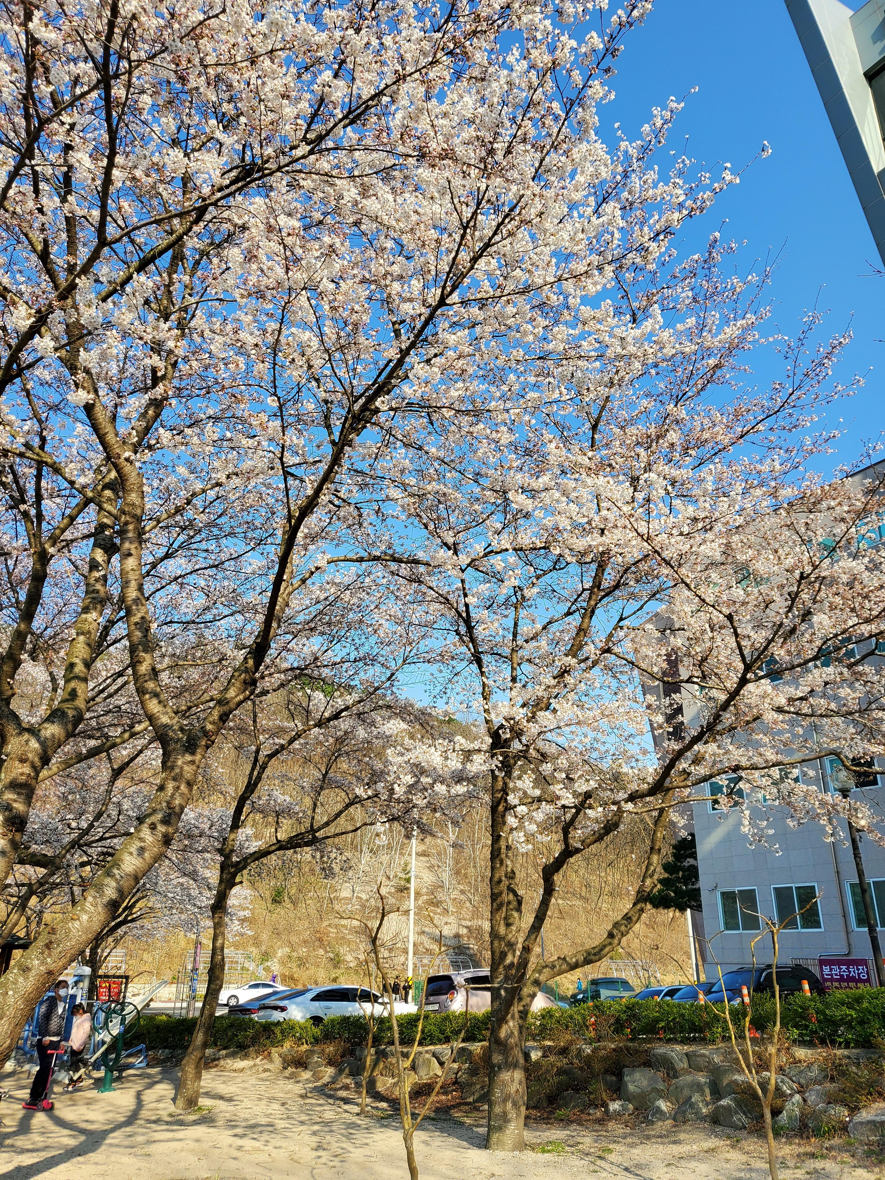  [포항 벚꽃구경] 포항 벚꽃명소 창포지 마장지 (주차도편함)