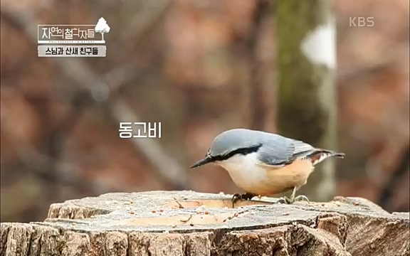 [3회] 자연의 철학자들 - KBS새처럼 살고 싶어라] 자연이라는 위대한 법당에서 숲의 울림, 새들의 소리를 들으며 깨달음을 얻은 도연 스님.ts_20220320_152007.715.jpg
