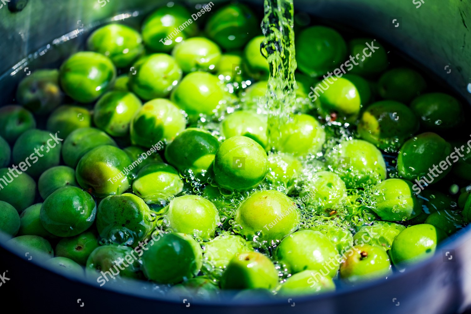 세척 중인 청매실 ⓒ shutterstock