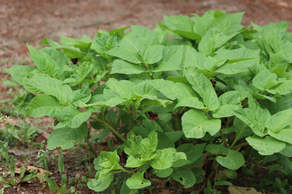 홍릉시험림(홍릉수목원) #페이지 토.일요일서울가볼만한곳 42