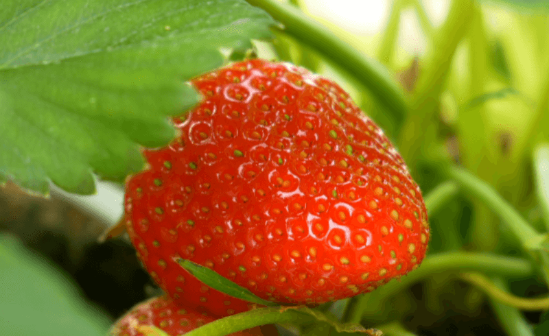 딸기 밭에 있는 딸기 사진