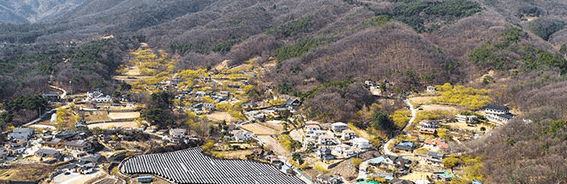 양평 산수유 마을