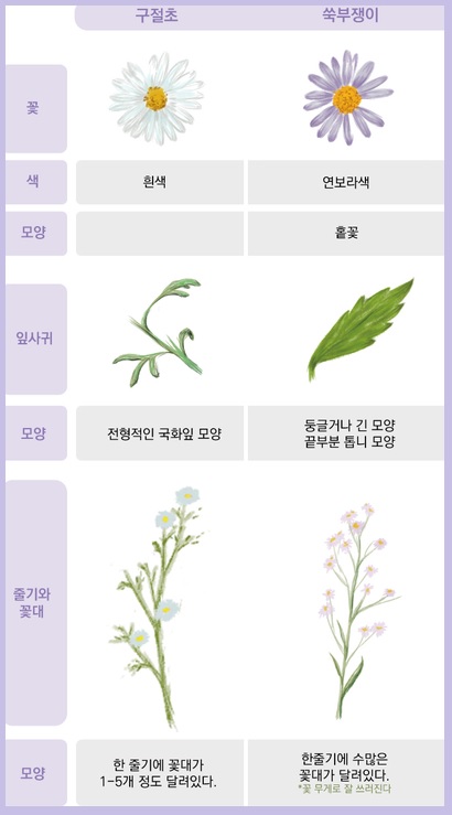 쑥부쟁이 구절초 구분