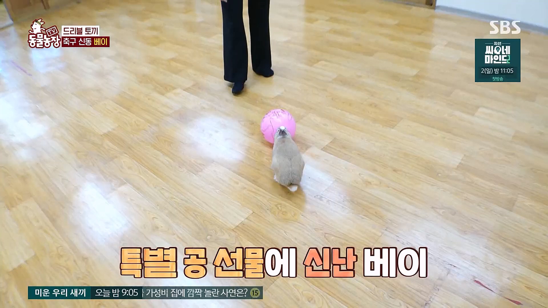 TV 동물농장.E1113.230326p.H264-F1RST.mp4_20230326_172511.119.jpg