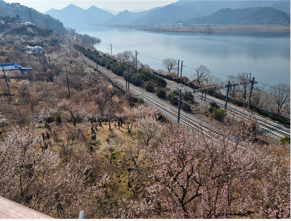  3월 꽃구경 하러가자!!! 매화 구경하러 가자!!( 경남 양산 순매원 후기) ---------3월 9일 개화상태