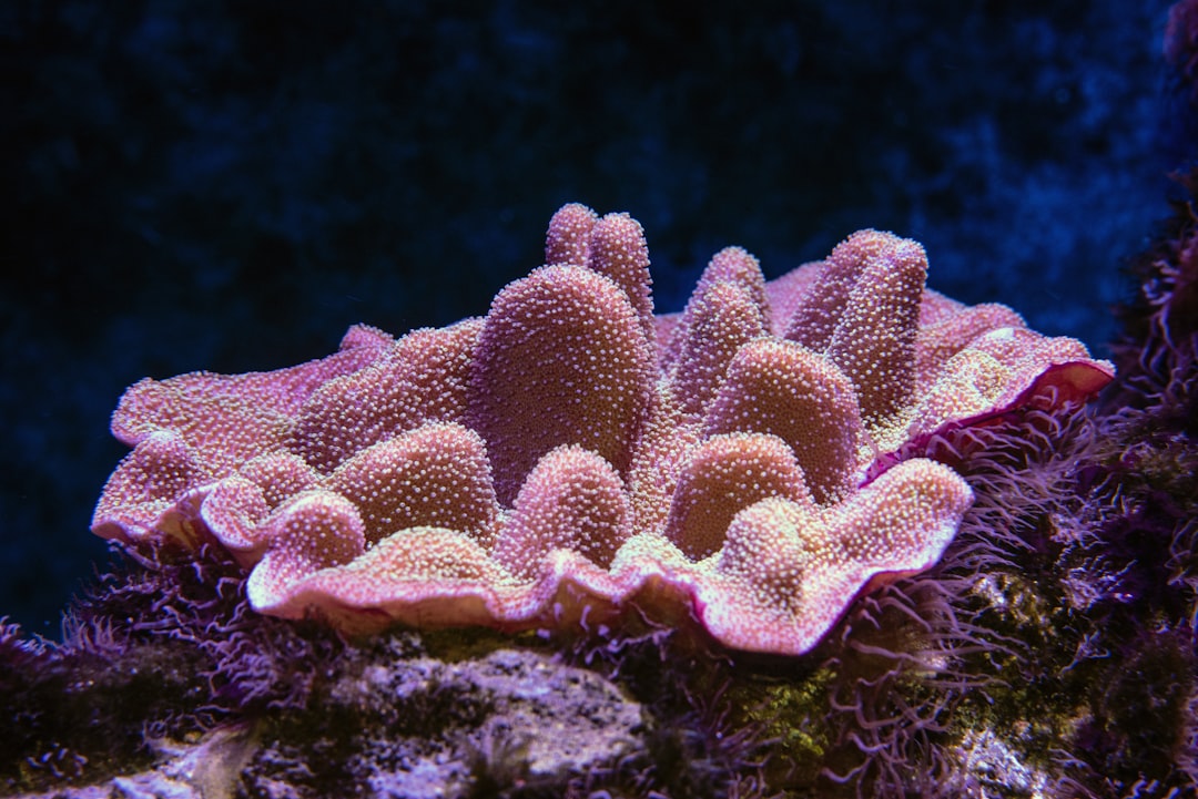 Coral