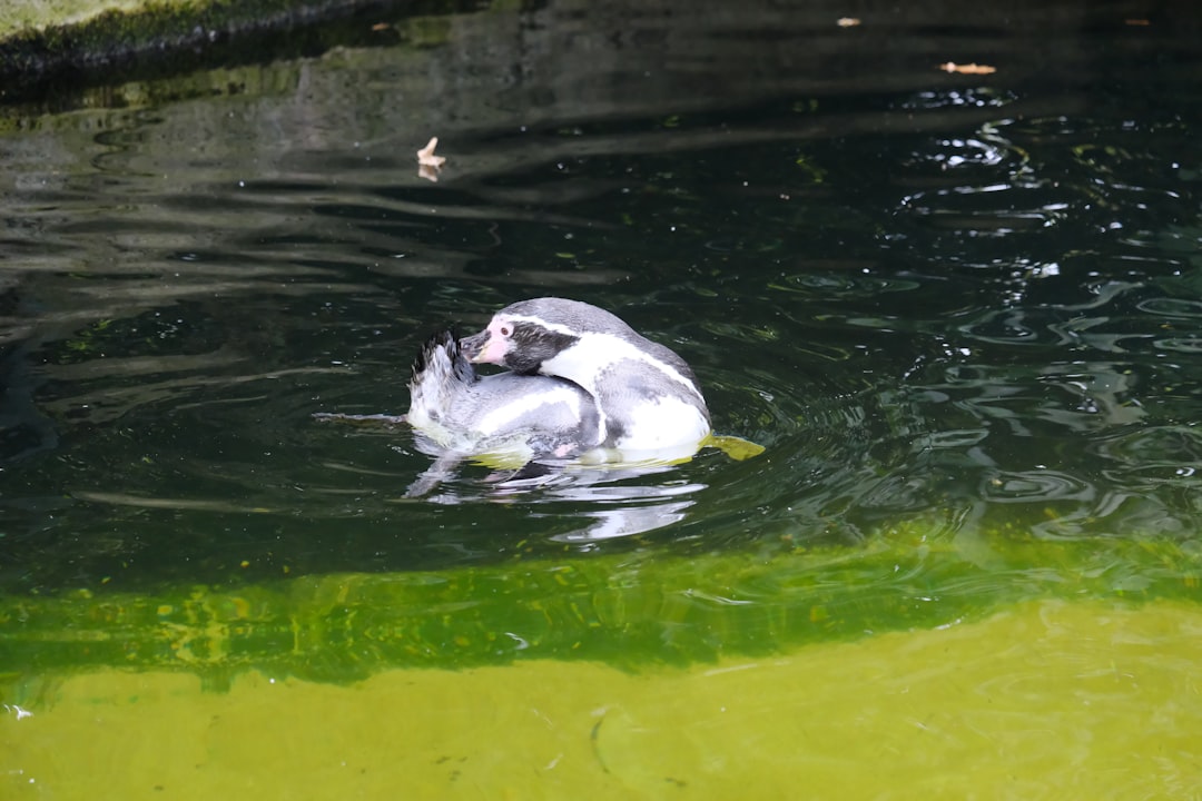 Platypus