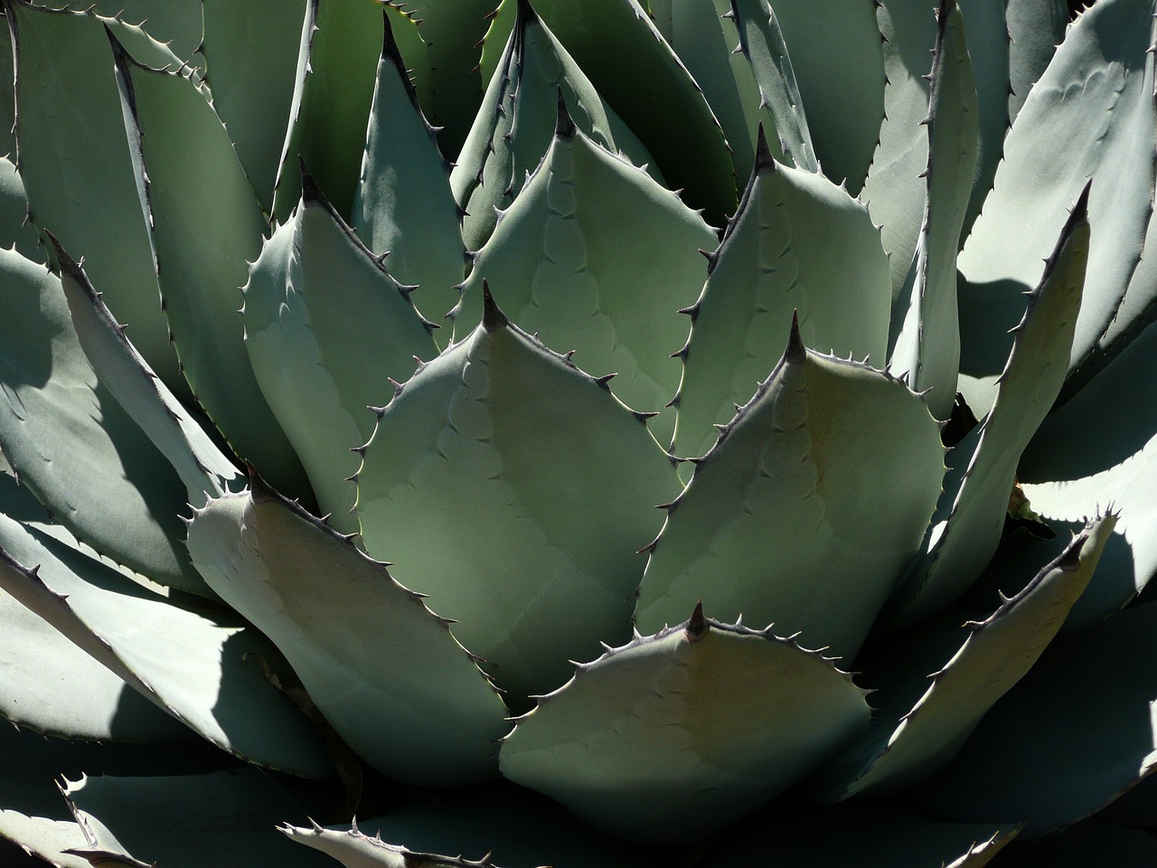  용의 혀를 닮은 다육식물, 용설란(agave)