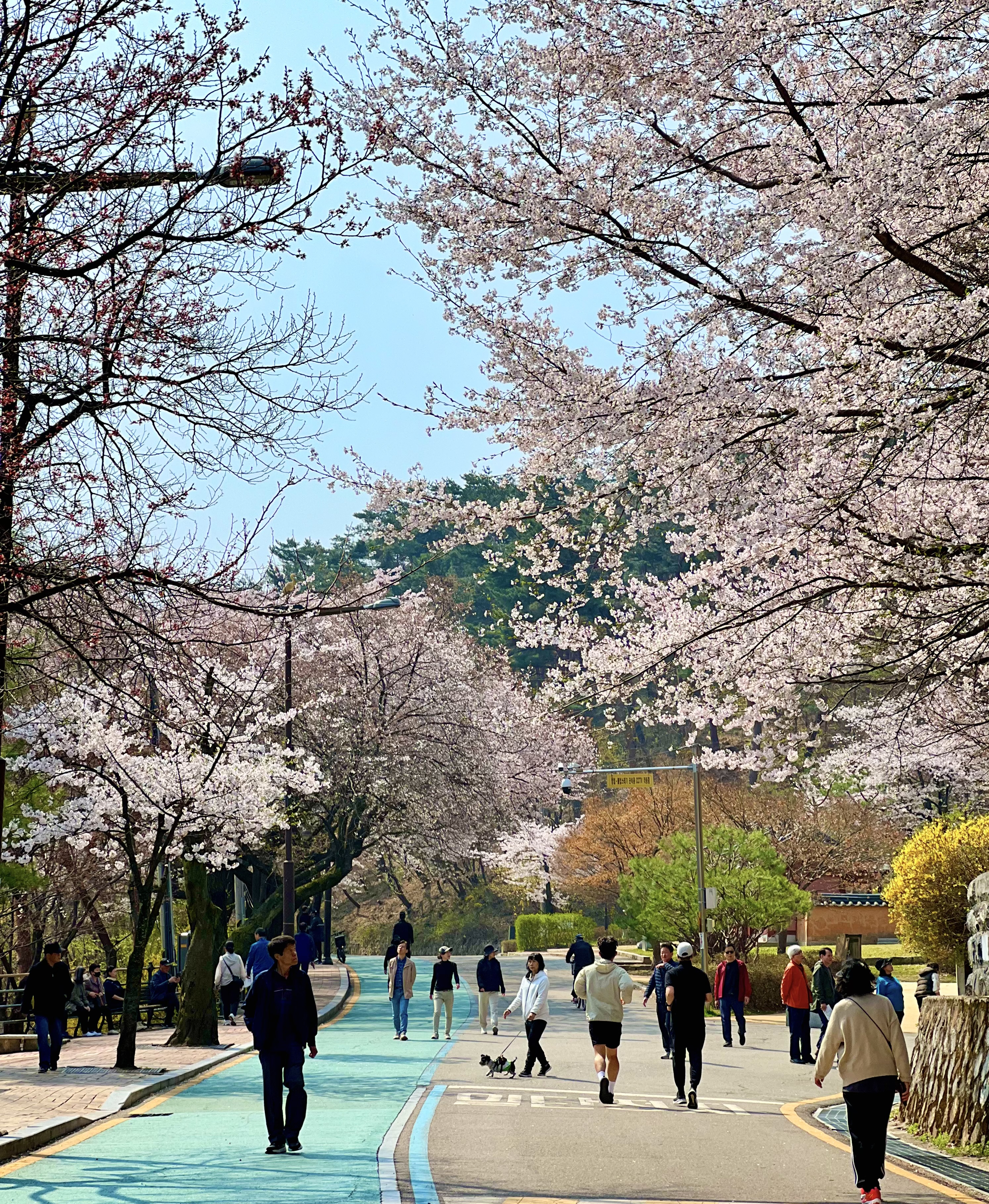 수원팔달산벚꽃길