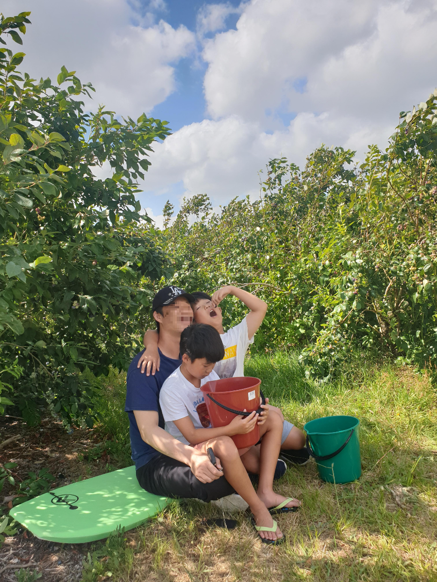 Blueberry Country