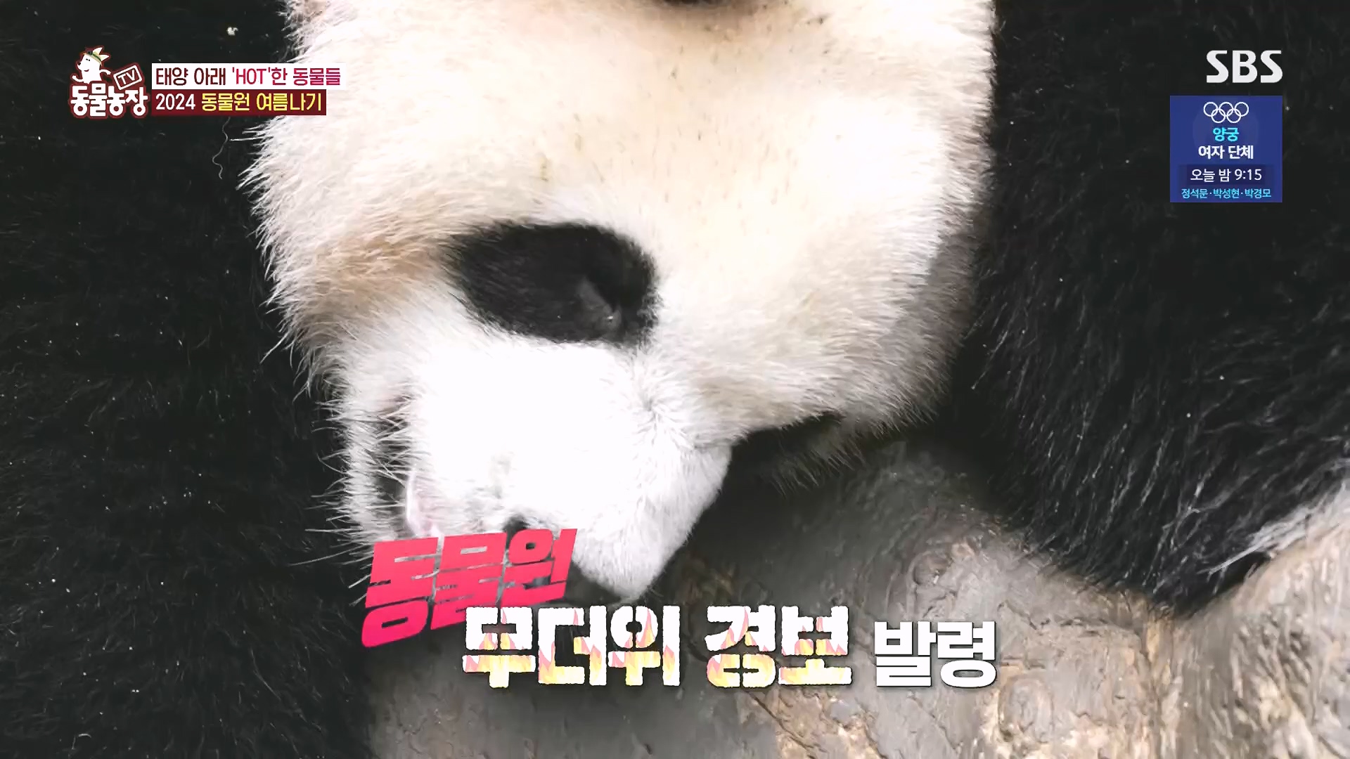 TV 동물농장.E1182.240728p.H264-F1RST.mp4_20240728_152534.435.jpg
