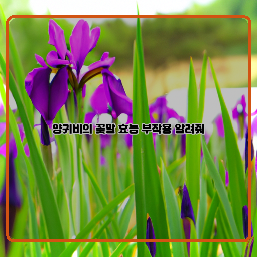  양귀비 꽃말과 효능, 부작용 모두 알아보자