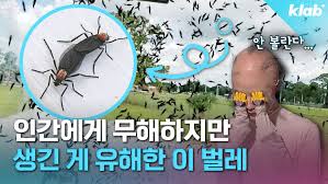 러브버그