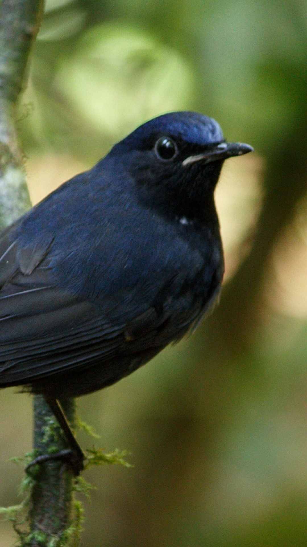 Bird Animal iPhone Wallpaper