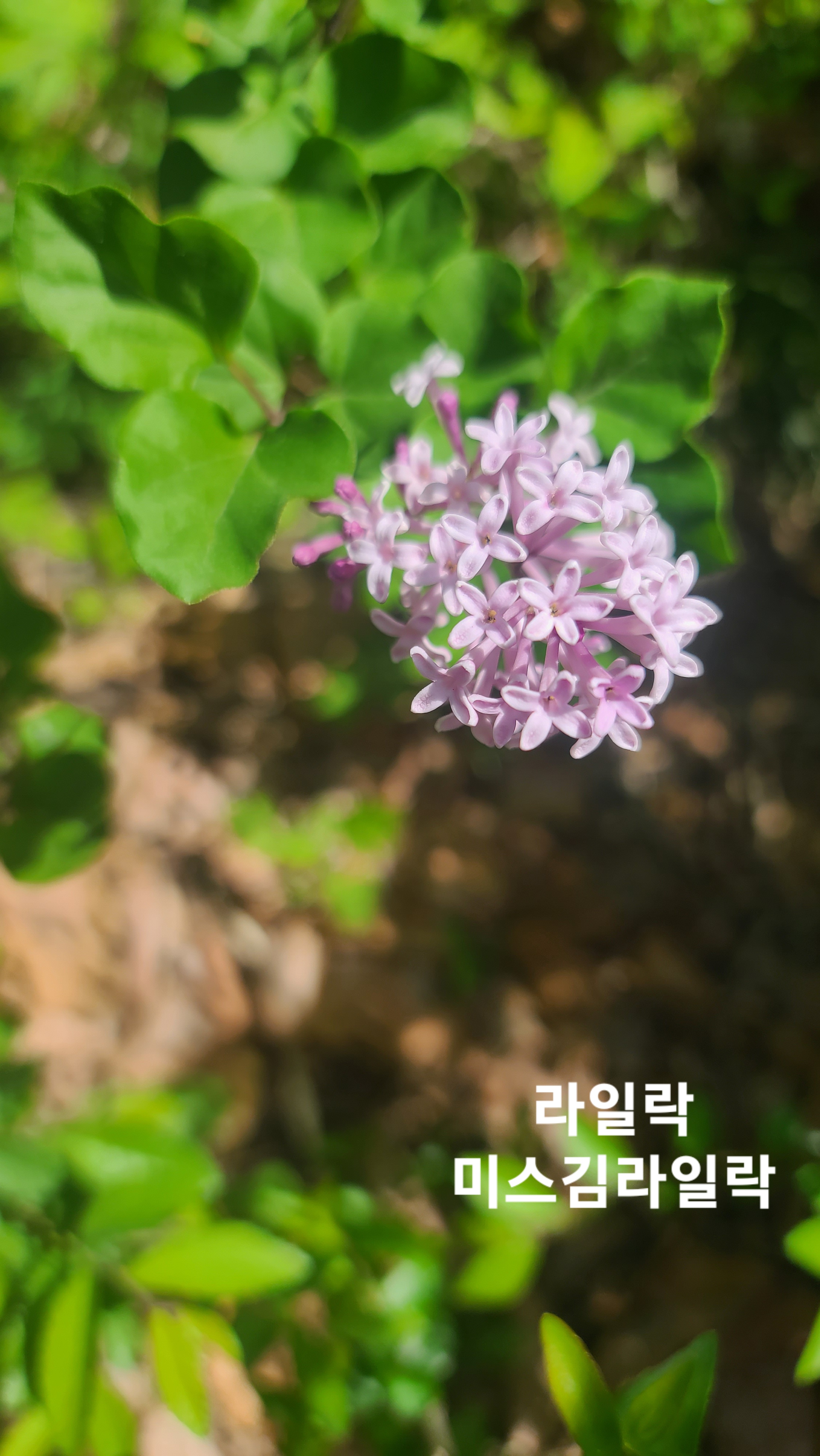 식물보호기사-산업기사-미스김라일락