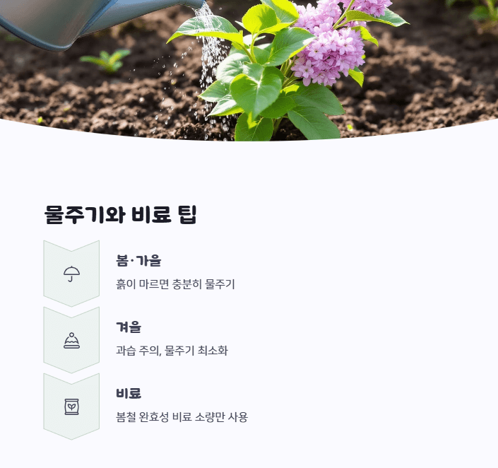 미스김 라일락 키우기