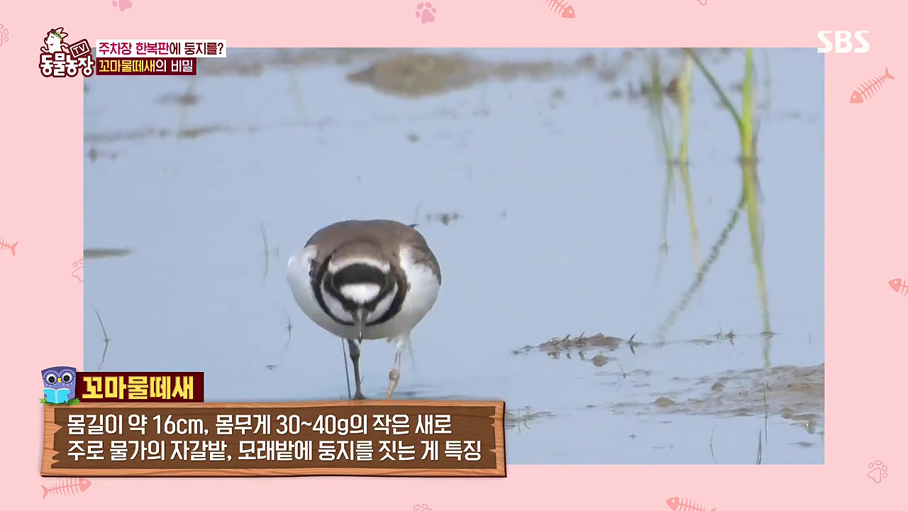 TV 동물농장.E1176.240617p-NEXT.mp4_20240616_170216.142.jpg