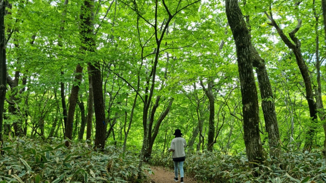  제주 천아계곡, 한라산 둘레길 천아숲길