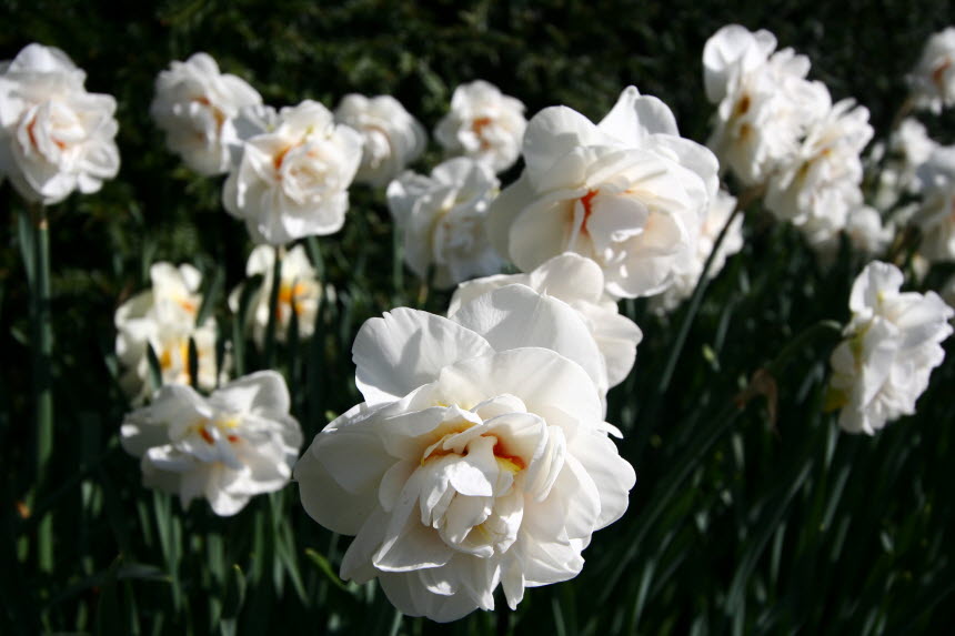 큐켄호프-하얀꽃