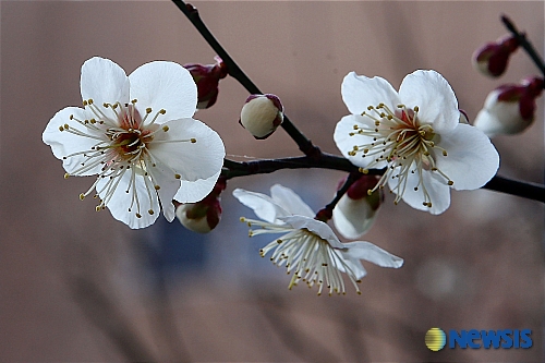 매화축제
