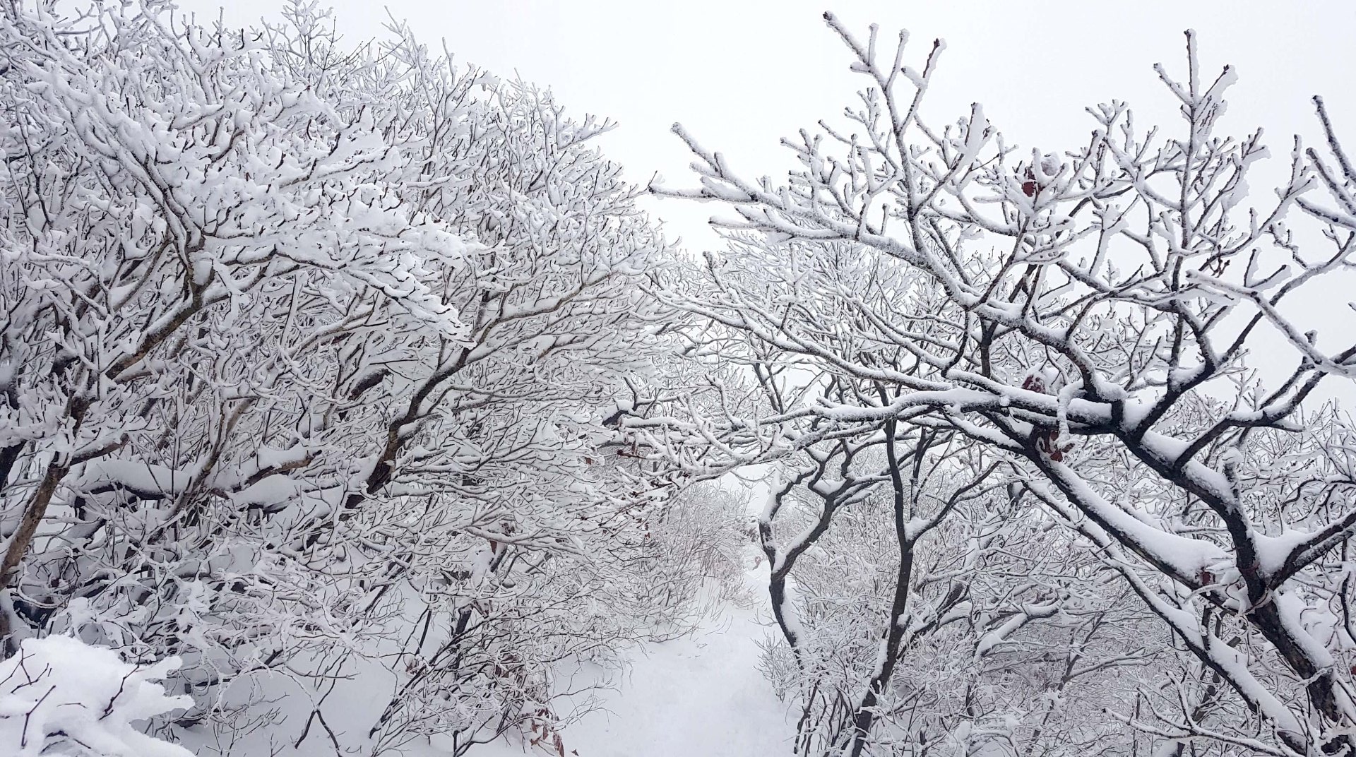 울산 가지산 설경